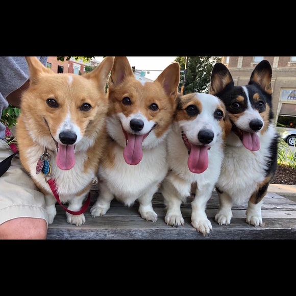 Meet your Posher, Shelby - Picture 5 of 9